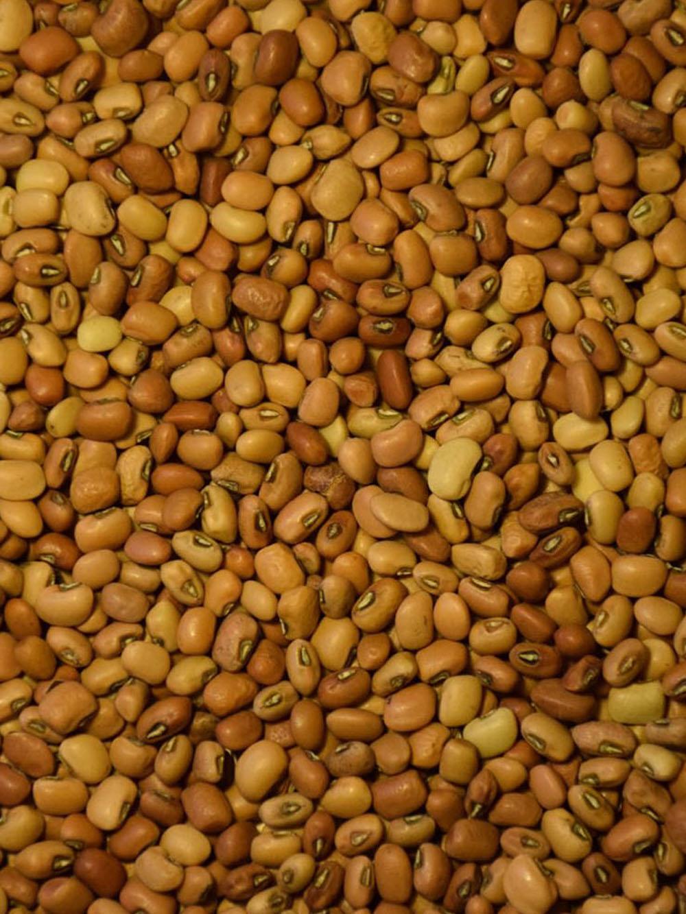 Iron & Clay Cowpea